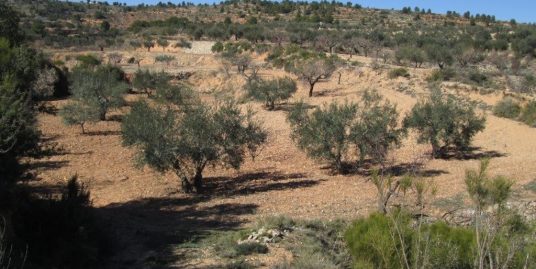 VPS 136 – Land in Ayora