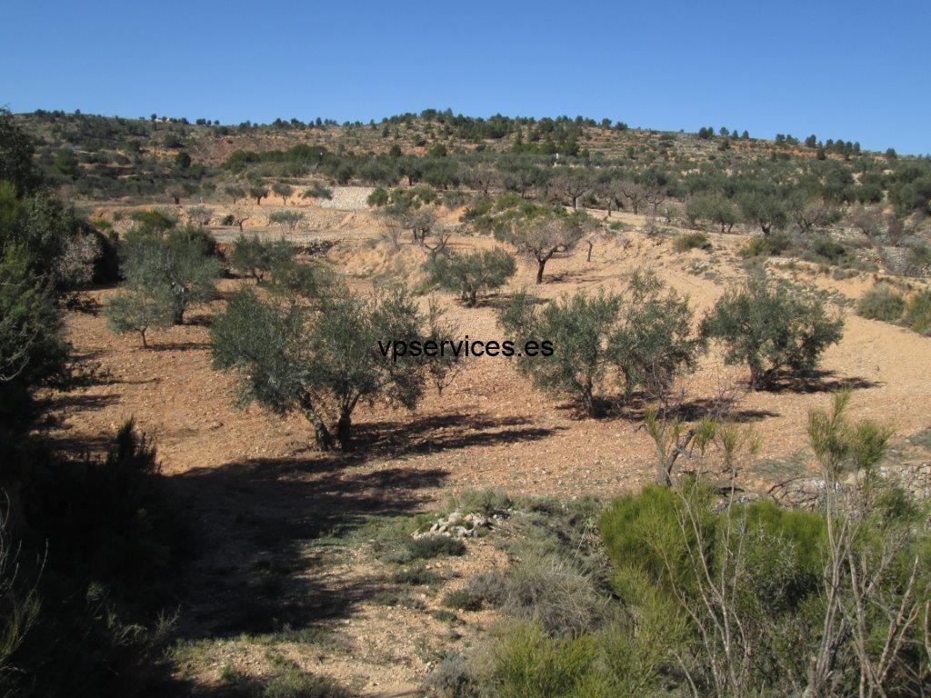 VPS 136 – Land in Ayora