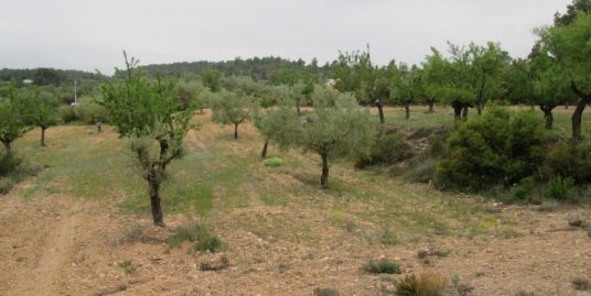 VPS 304 – Land with Almond Trees in Ayora