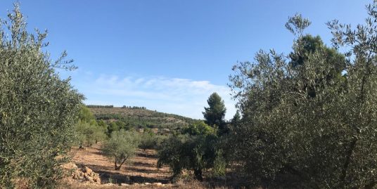 VPS 561 – Land in Ayora (Los Berlandinos)