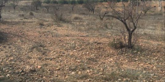 VPS 567 – Land in Palaz (Teresa-Ayora)