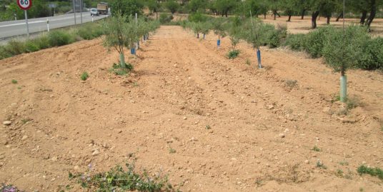 VPS 440- Land with Olive Trees in La Font de la Figuera