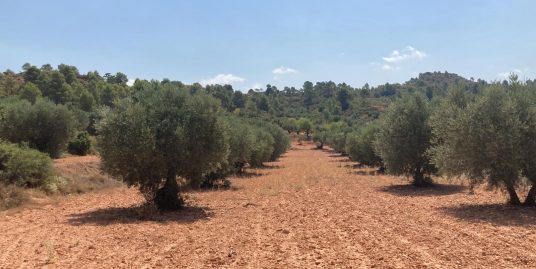 VPS 672 – Land in Ayora