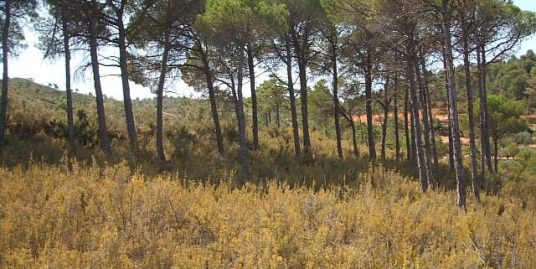 VPS 691 – Land in Ayora (REDUCED)