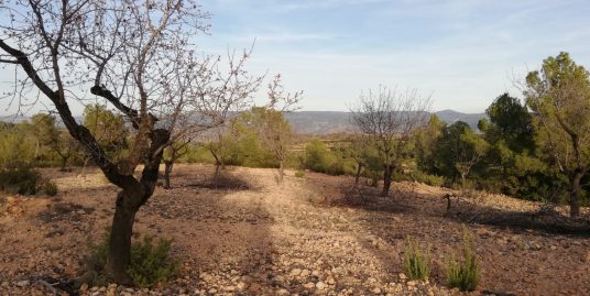 VPS 742 – Land in Ayora
