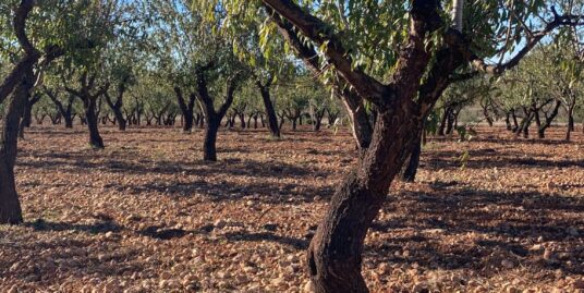 VPS 793 – Land in Teresa de Cofrentes